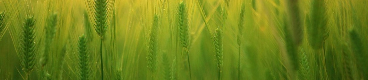 dogotki-chapter/barley-field-1684052