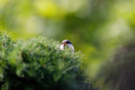 vsebine/nature-9623199_1